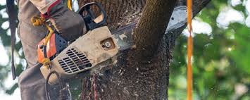 Best Fruit Tree Pruning  in Chieand, FL