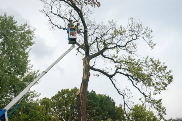 Best Root Management and Removal  in Chieand, FL