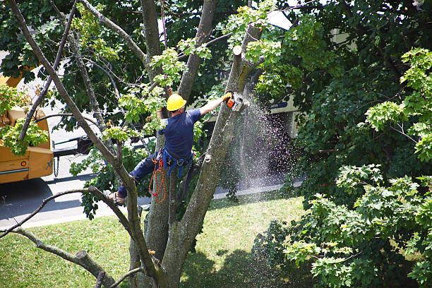 Best Tree Health Inspection  in Chieand, FL